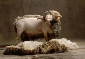 Do sheep need to be sheared